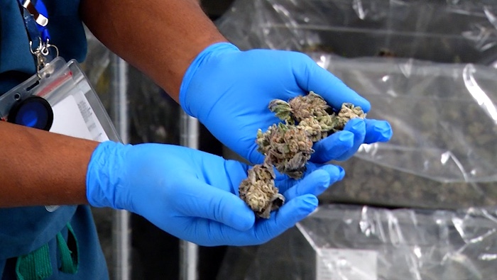 Ocean City Police need volunteers to smoke cannabis for research