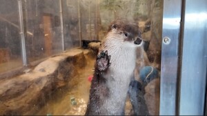 Otters Ddm
