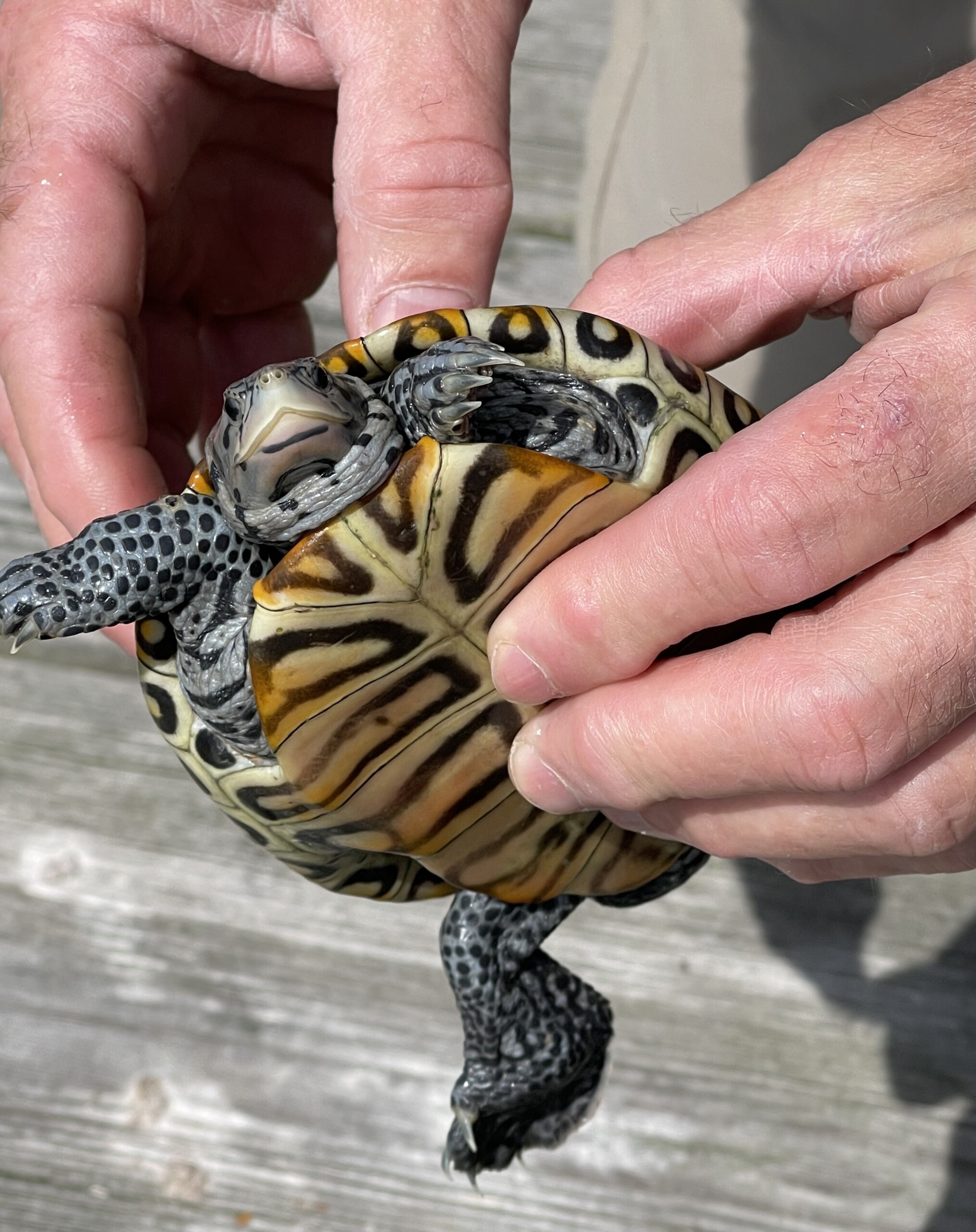 Maryland tribe works with nonprofit to preserve heritage, save Diamondback Terrapin